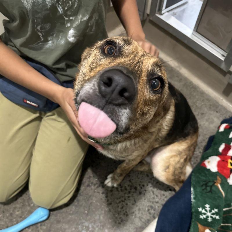 Fuerza, a Adoptable mixed breed in Berkeley, CA image 5/6