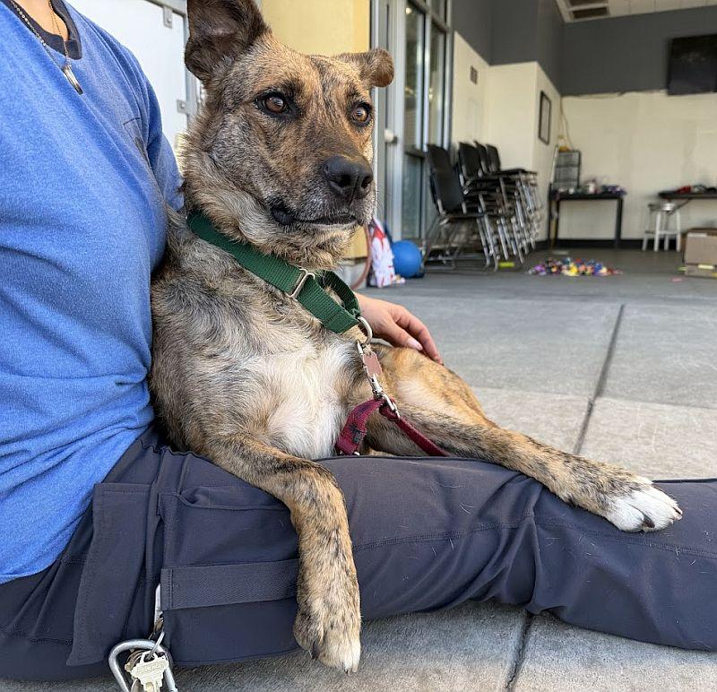 Fuerza, Adoptable, Young Female Cattle Dog.