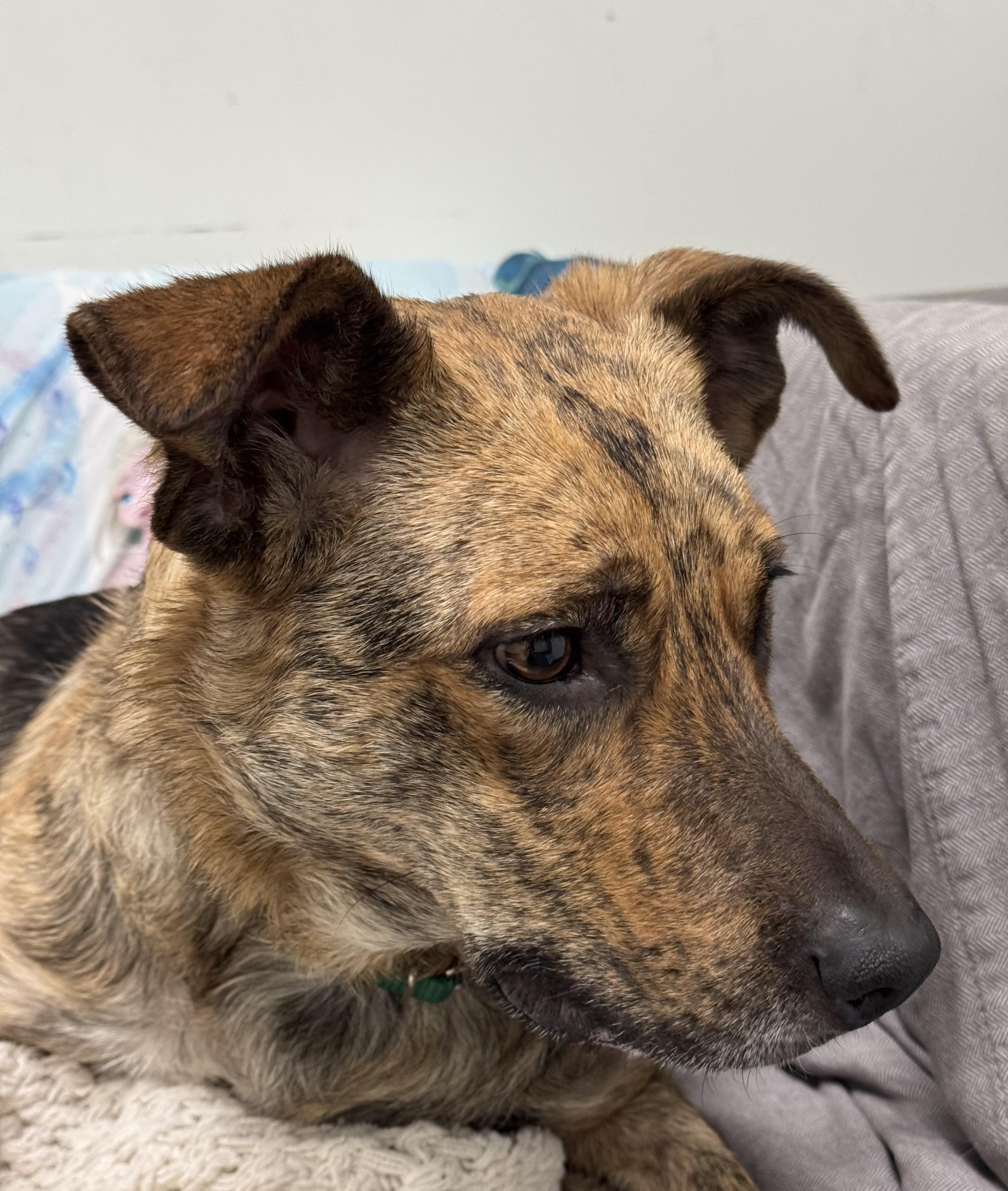 Fuerza, a Adoptable mixed breed in Berkeley, CA image 6/6