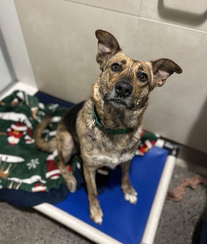 Fuerza, a Adoptable mixed breed in Berkeley, CA image 2/6