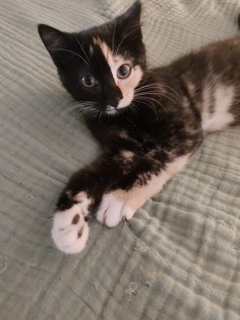Enlarge Breezy and Babble, a Adopted Tortoiseshell in Dayton, MD image 2/2