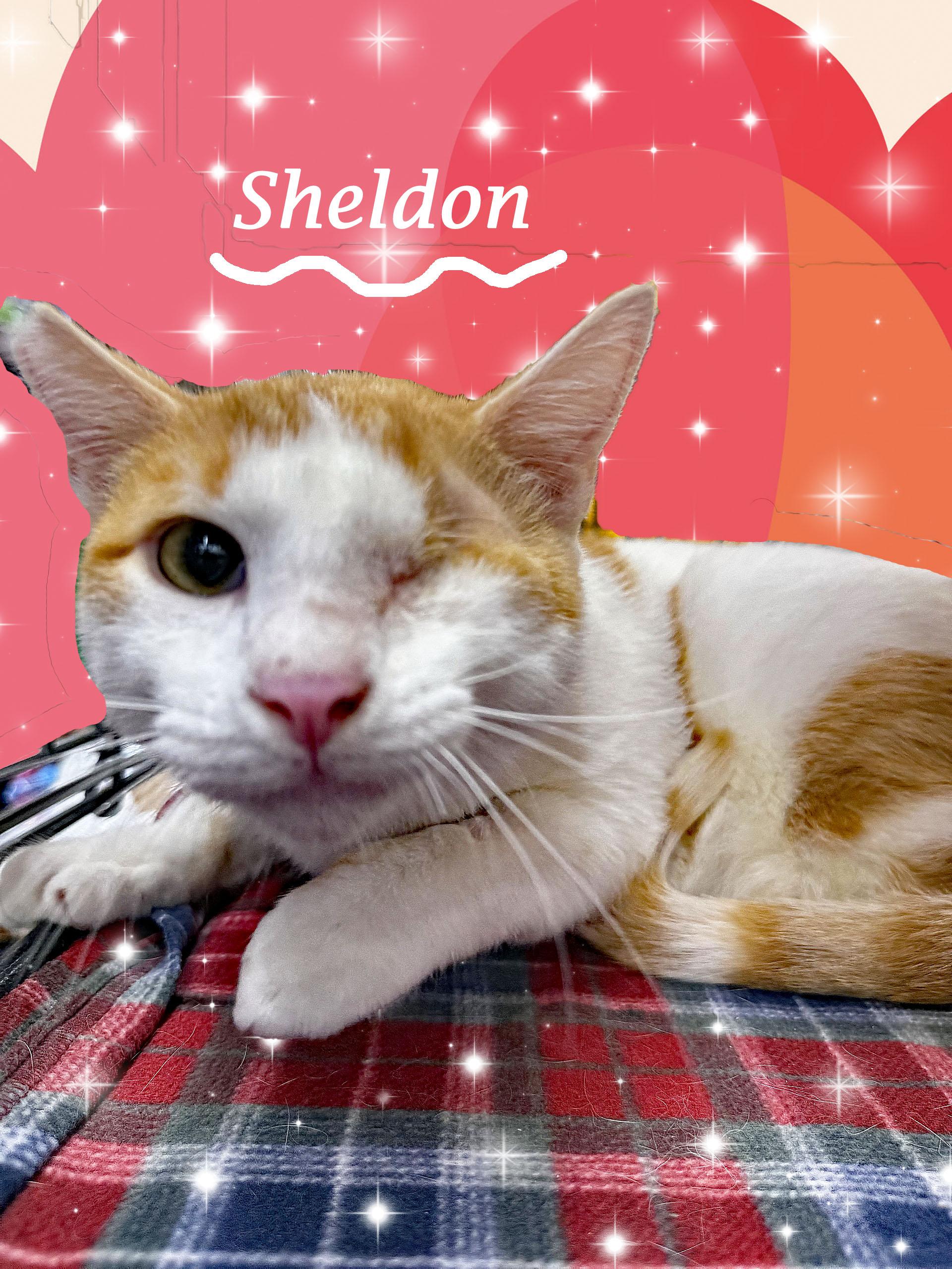 SHELDON, Adopted, Young Male Domestic Short Hair.