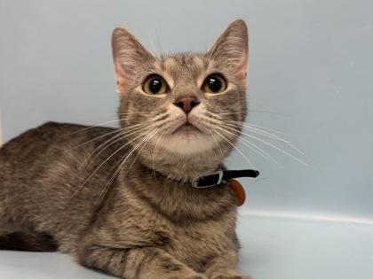 Simba, Adoptable, Adult Female Domestic Short Hair & Domestic Short Hair.