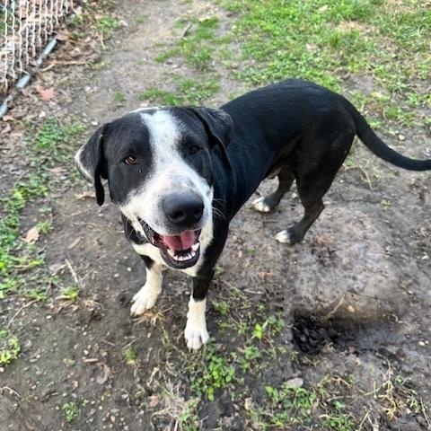 Enlarge Cowboy, a Adoptable mixed breed in Grove city, OH image 5/6