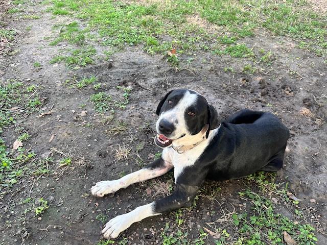 Enlarge Cowboy, a Adoptable mixed breed in Grove city, OH image 1/6