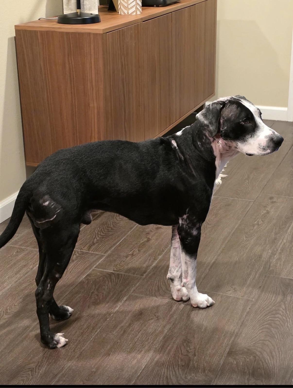 Enlarge Cowboy, a Adoptable mixed breed in Grove city, OH image 2/6