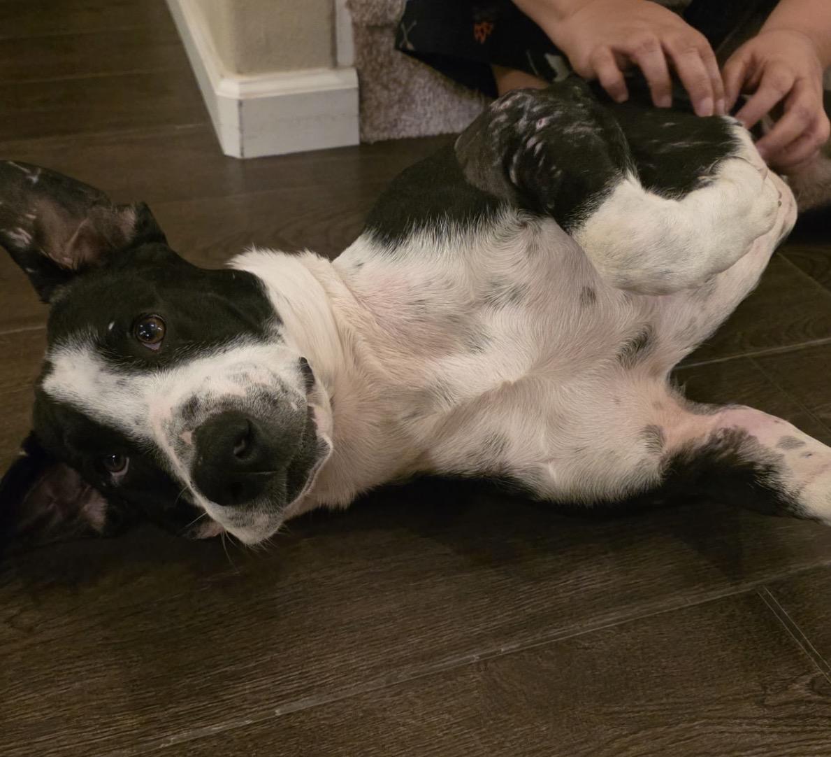 Enlarge Cowboy, a Adoptable mixed breed in Grove city, OH image 4/6