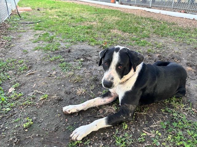 Enlarge Cowboy, a Adoptable mixed breed in Grove city, OH image 6/6