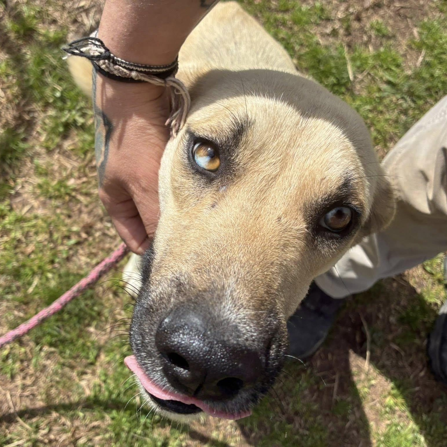 Enlarge Londyn, a ADOPTABLE mixed breed in Cumberland , VA image 4/5