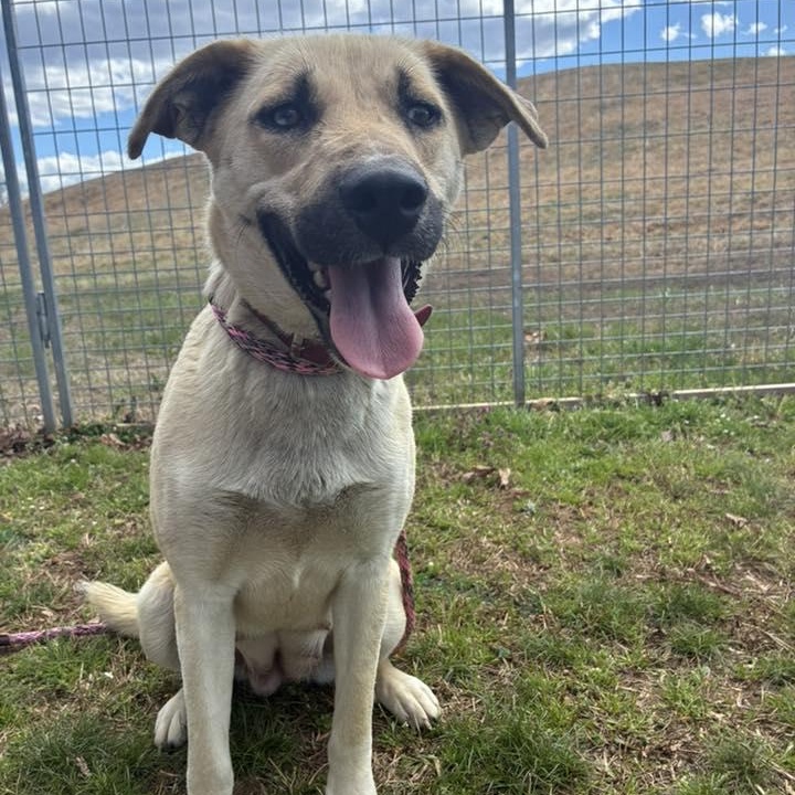 Enlarge Londyn, a ADOPTABLE mixed breed in Cumberland , VA image 1/5