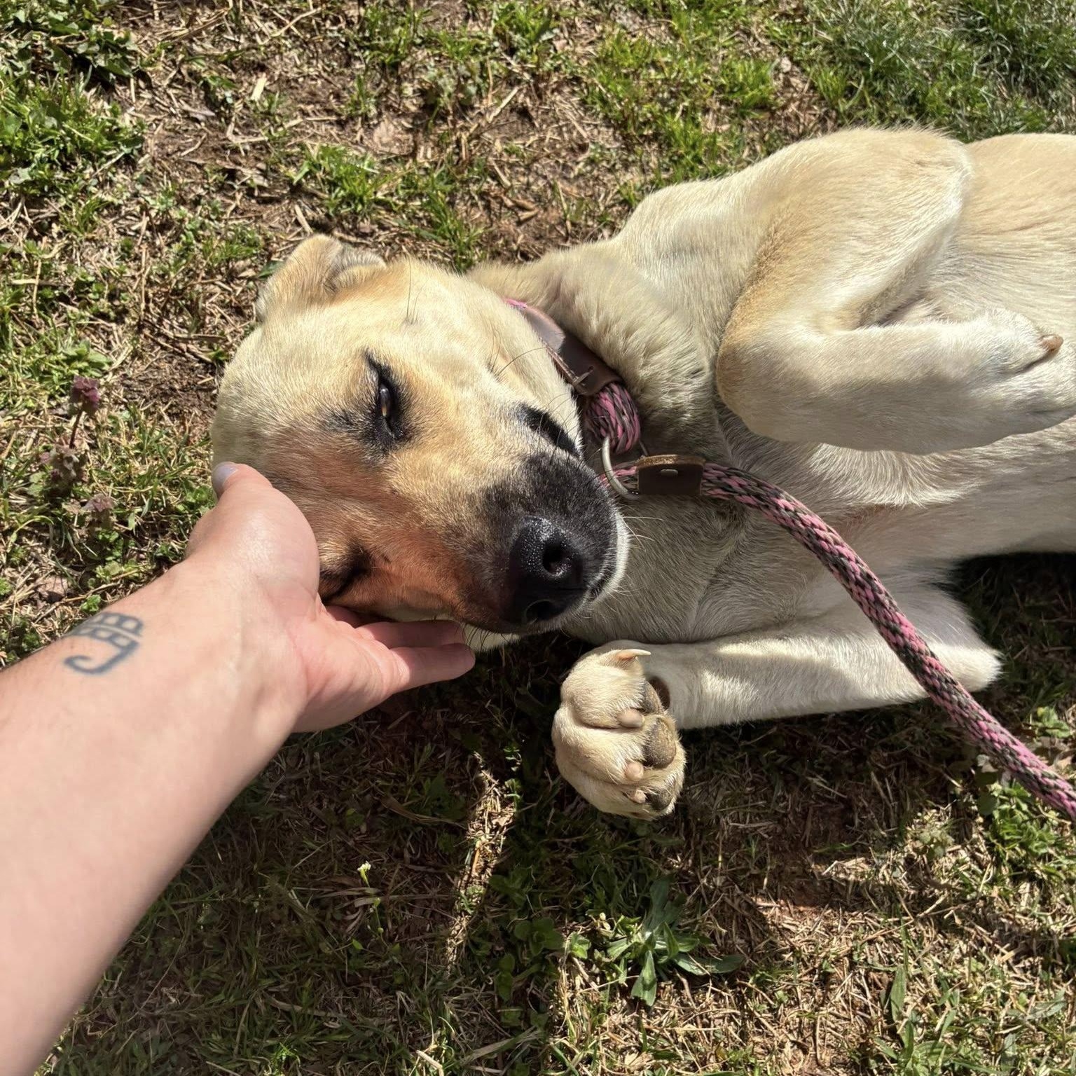 Enlarge Londyn, a ADOPTABLE mixed breed in Cumberland , VA image 5/5