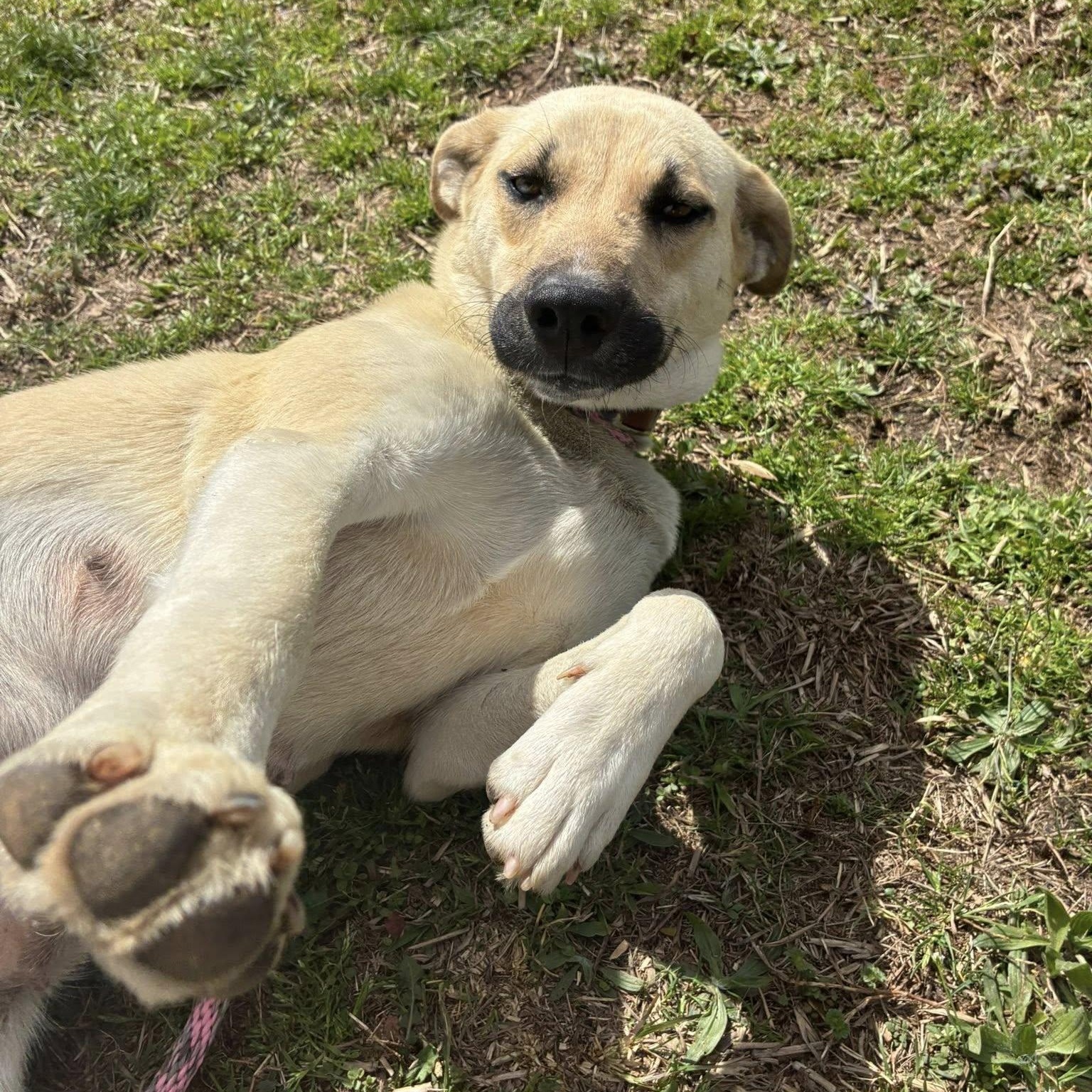 Enlarge Londyn, a ADOPTABLE mixed breed in Cumberland , VA image 3/5