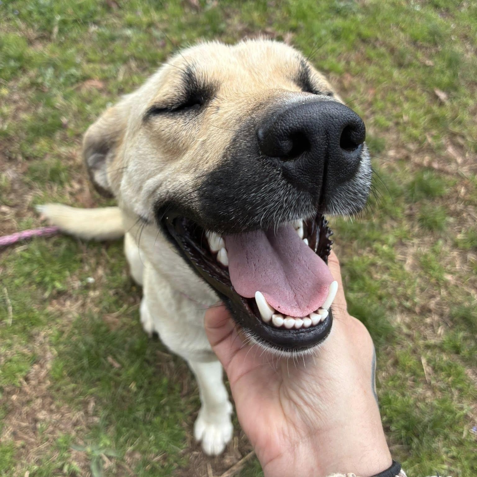 Enlarge Londyn, a ADOPTABLE mixed breed in Cumberland , VA image 2/5