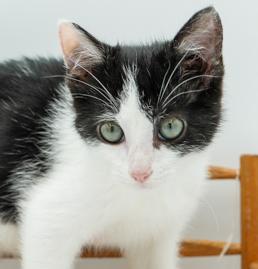 Our fosters are have so many kittens are now big enough to be adopted They are anywhere from 8 to