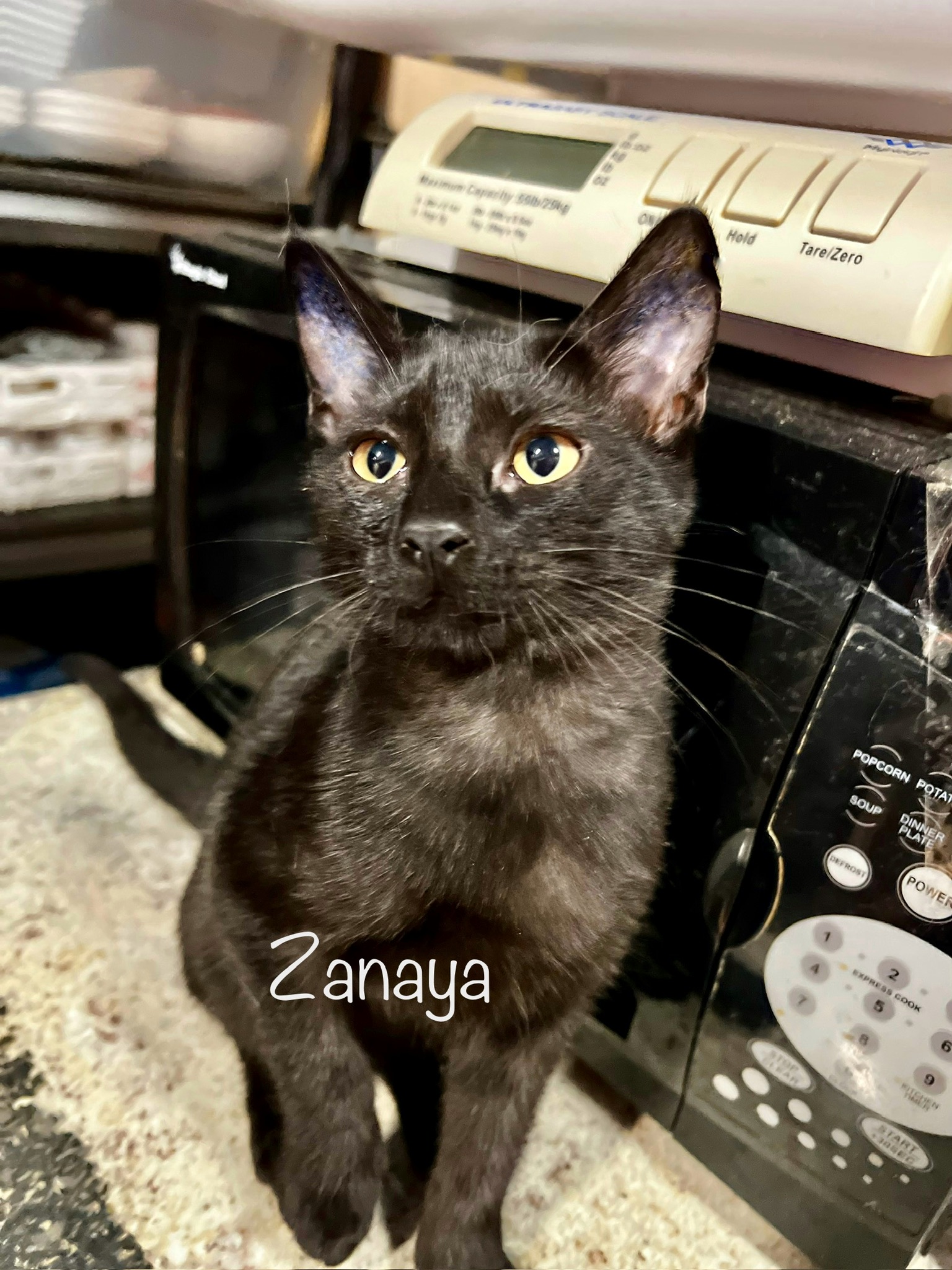 Cat for adoption Zanaya, a Domestic Short Hair in Fort Collins, CO