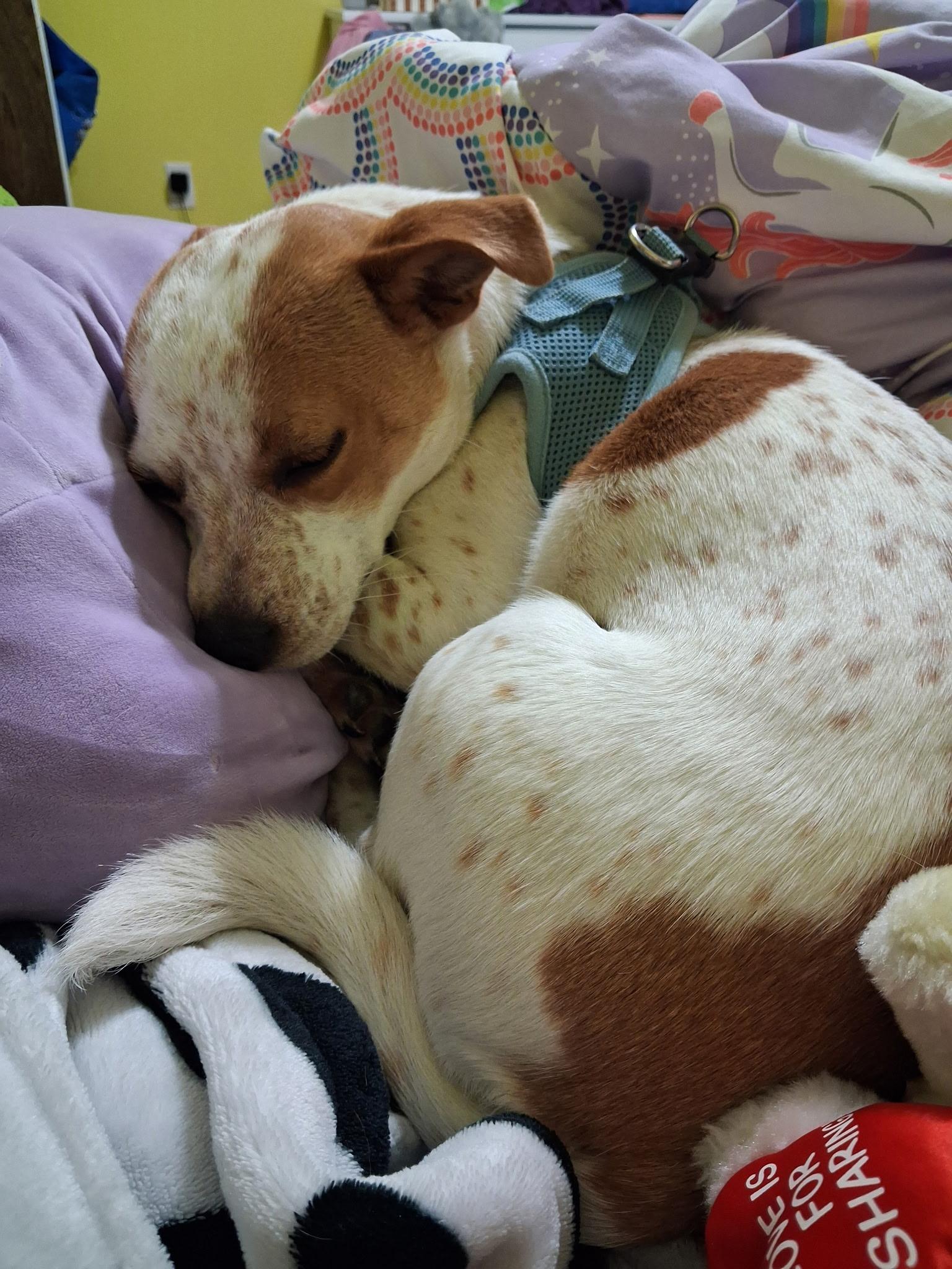 Sweetie, a Adoptable mixed breed in Salem, OR image 2/6