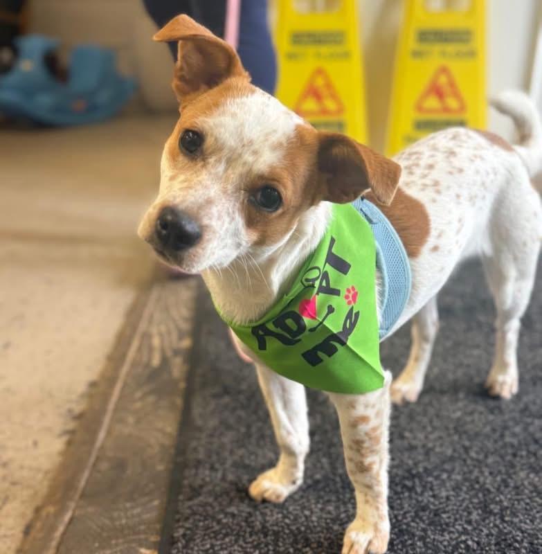 Sweetie, Adoptable, Puppy Female Mixed Breed.