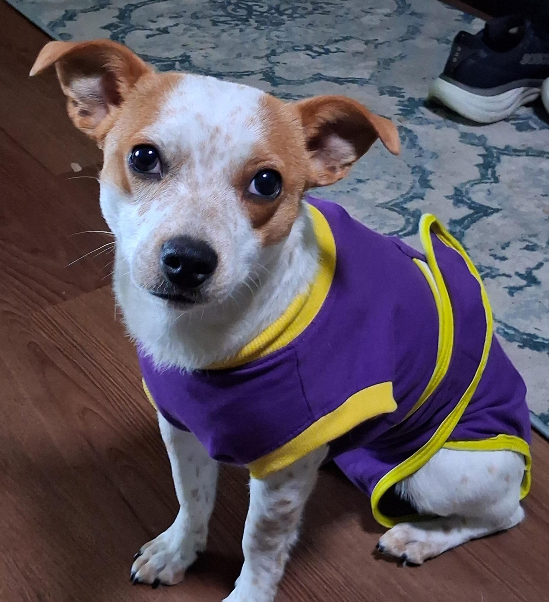 Sweetie, a Adoptable mixed breed in Salem, OR image 3/6