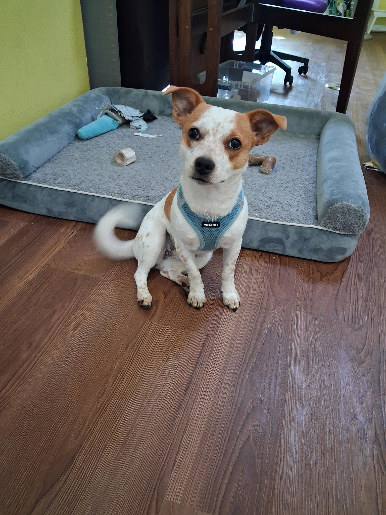 Sweetie, a Adoptable mixed breed in Salem, OR image 4/6