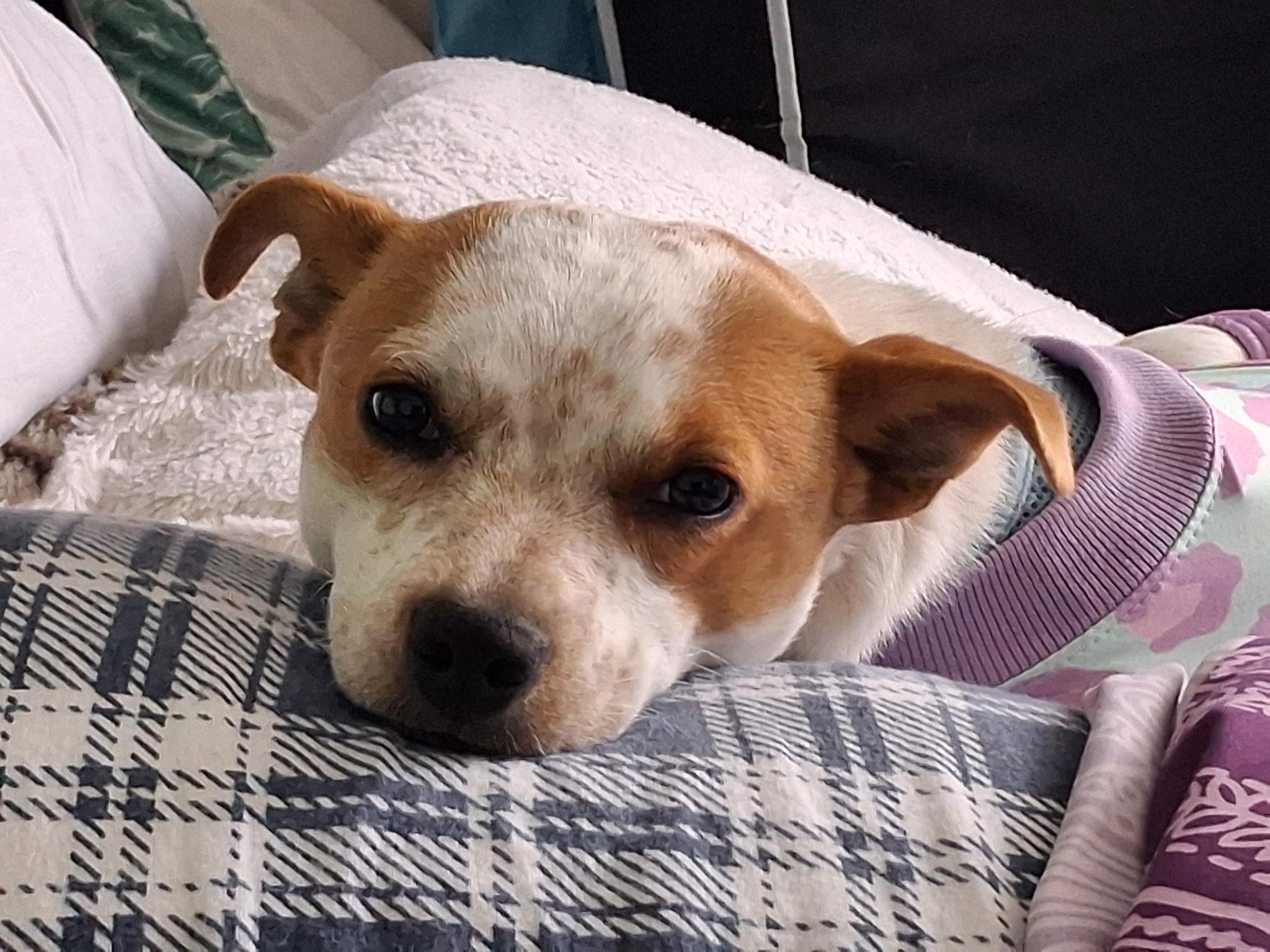 Sweetie, a Adoptable mixed breed in Salem, OR image 5/6