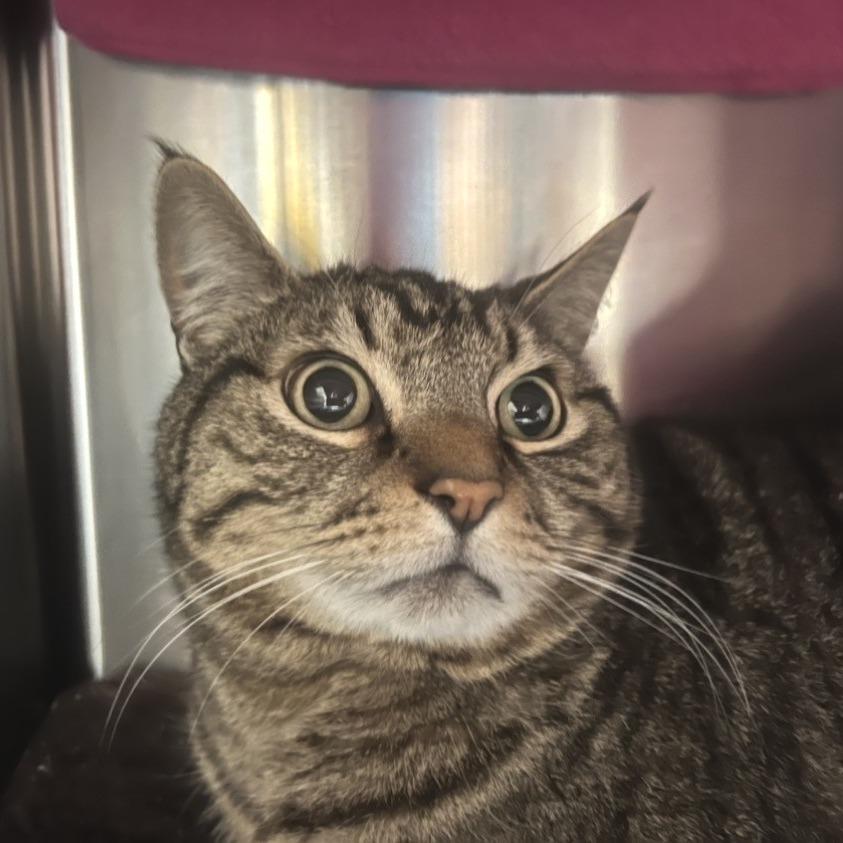 Kitty Hoover, a Adoptable Domestic Short Hair in Port Townsend, WA image 1/4
