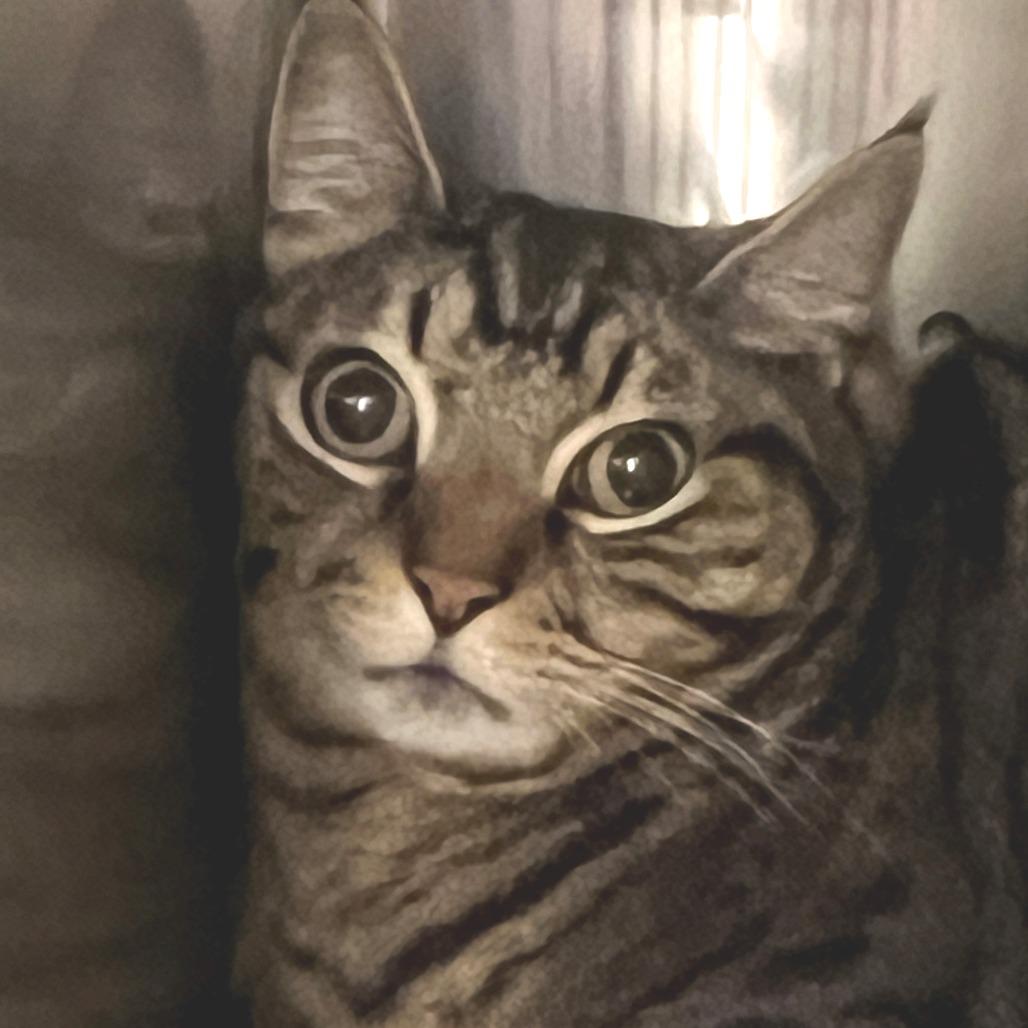 Kitty Hoover, a Adoptable Domestic Short Hair in Port Townsend, WA image 2/4