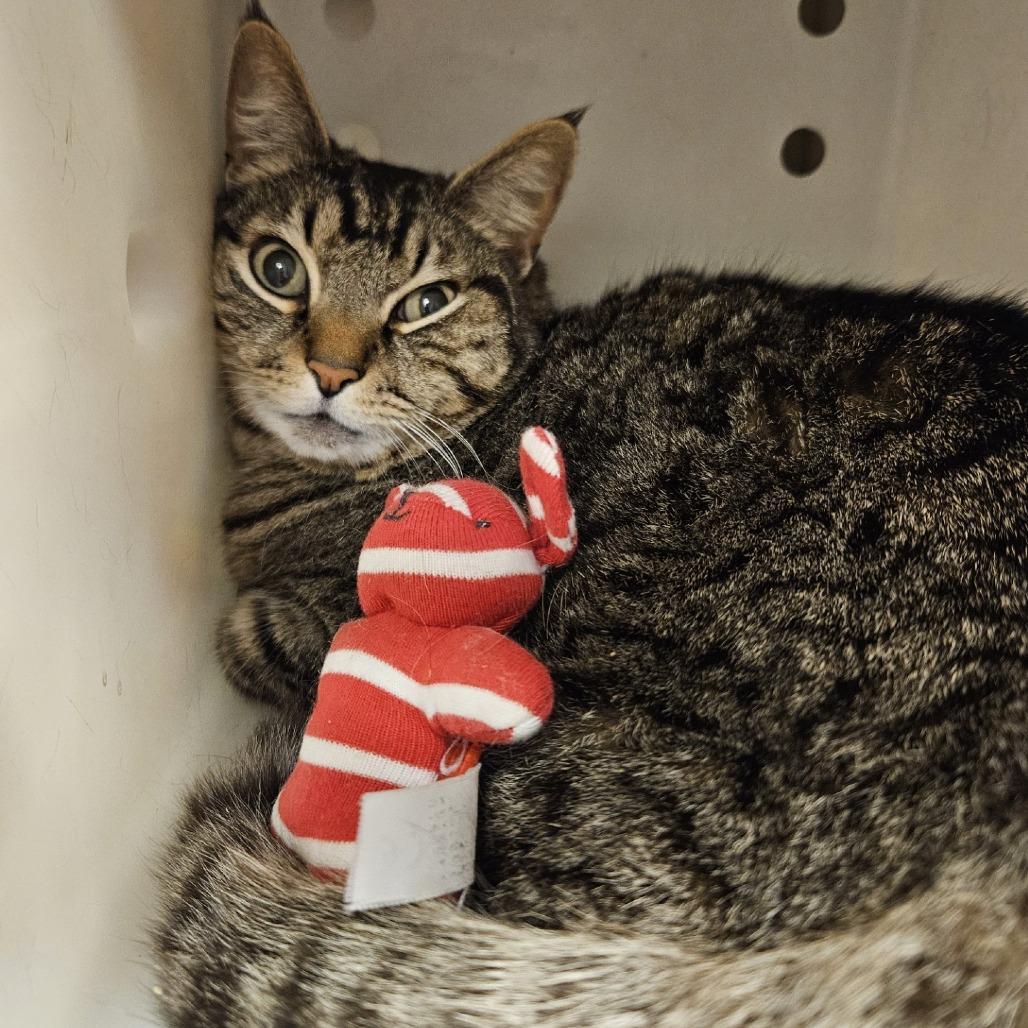 Kitty Hoover, a Adoptable Domestic Short Hair in Port Townsend, WA image 3/4