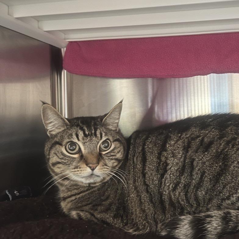 Kitty Hoover, a Adoptable Domestic Short Hair in Port Townsend, WA image 4/4