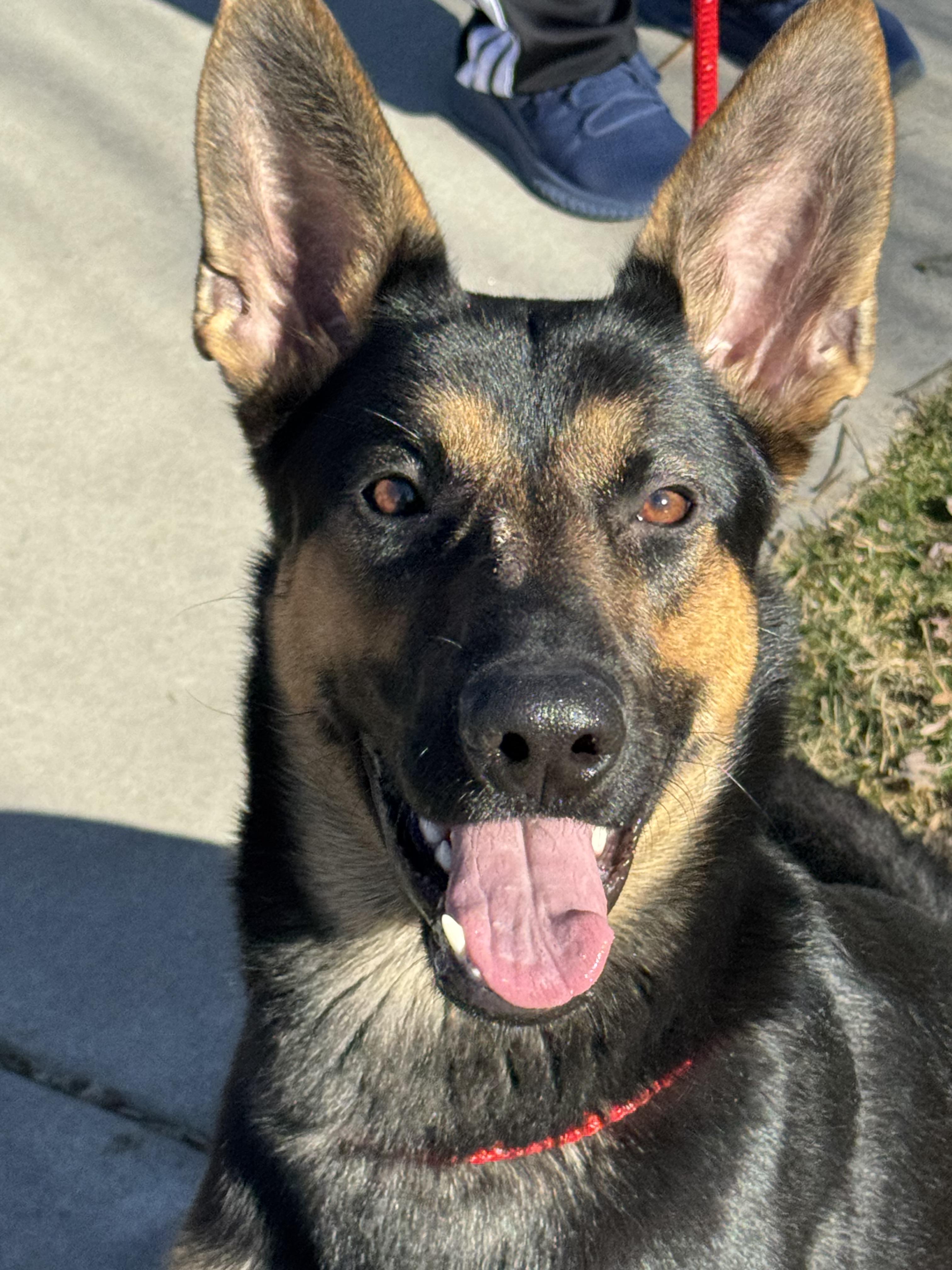 Enlarge Gia, a Adoptable German Shepherd Dog in Jerome, ID image 1/6