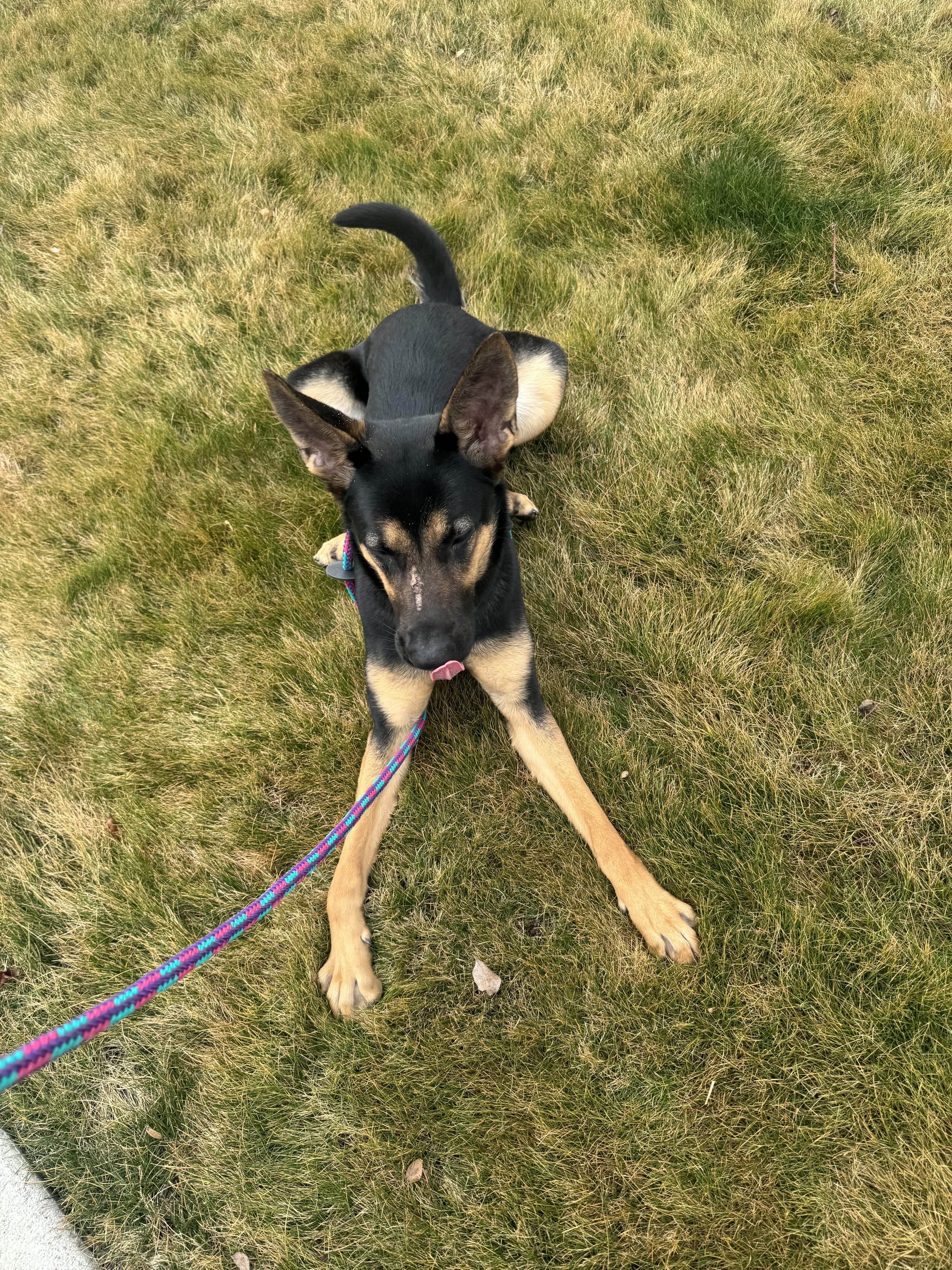 Gia, Adoptable, Young Female German Shepherd Dog.