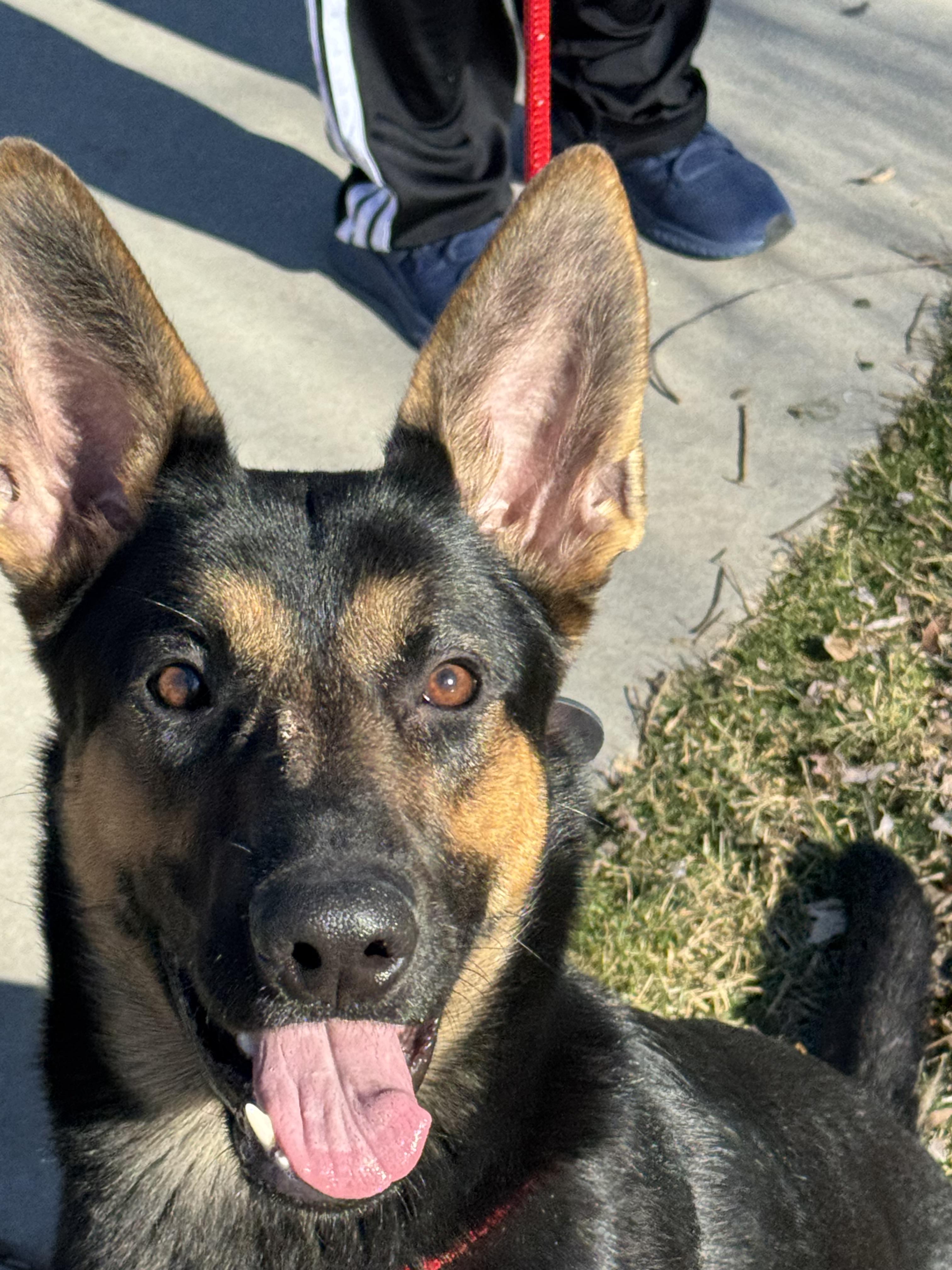 Enlarge Gia, a Adoptable German Shepherd Dog in Jerome, ID image 3/6