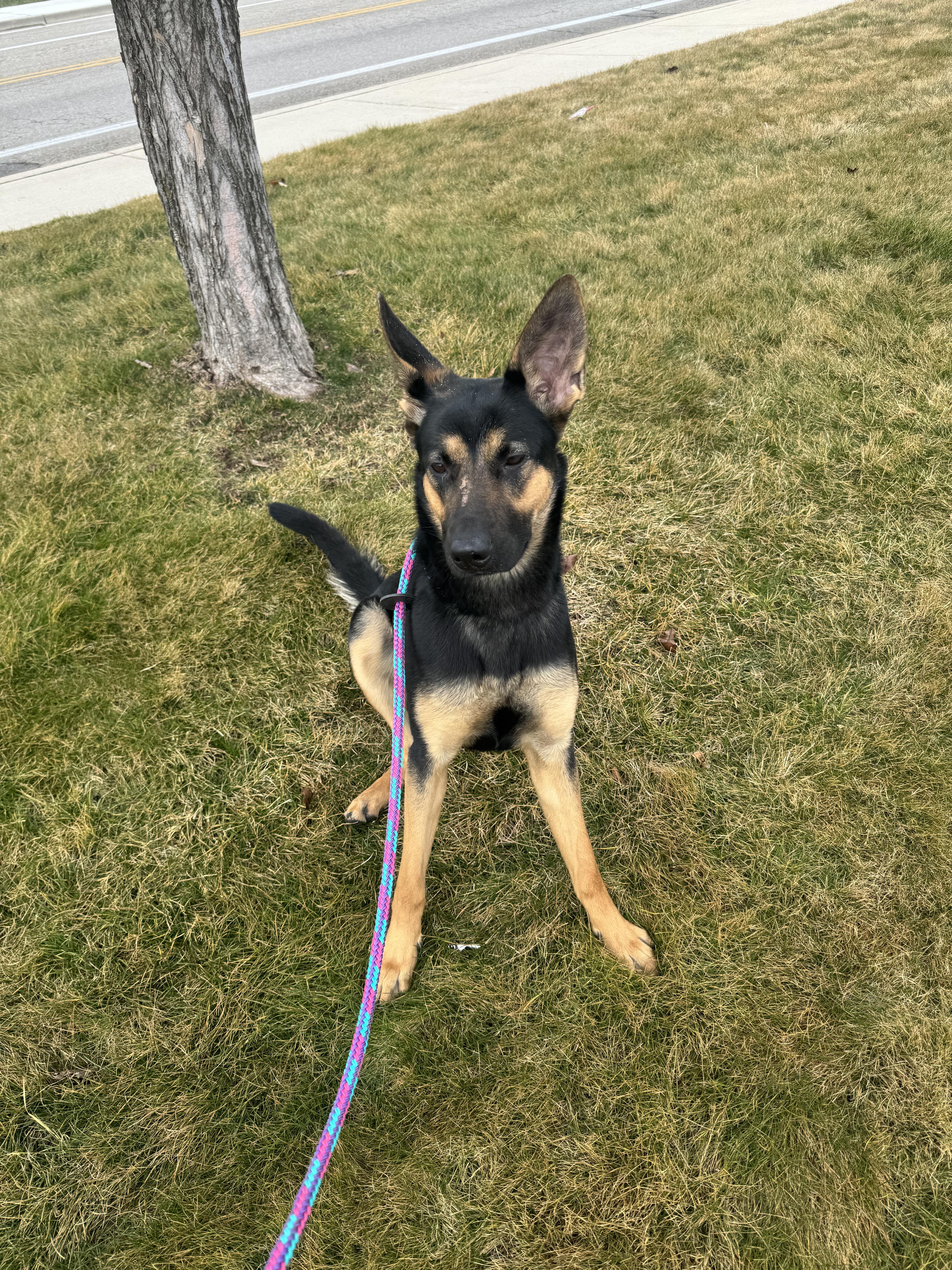 Enlarge Gia, a Adoptable German Shepherd Dog in Jerome, ID image 4/6