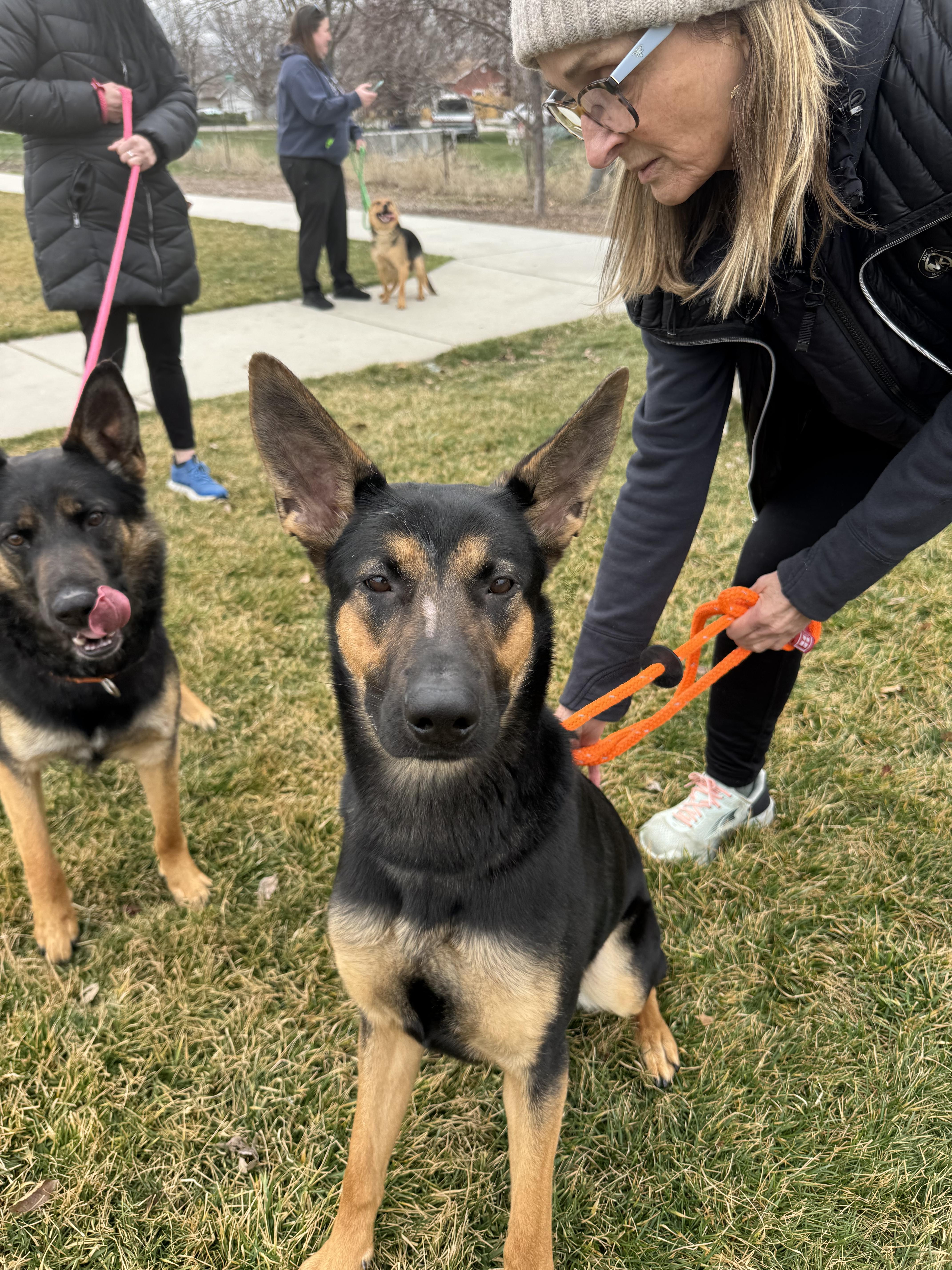 Enlarge Gia, a Adoptable German Shepherd Dog in Jerome, ID image 5/6