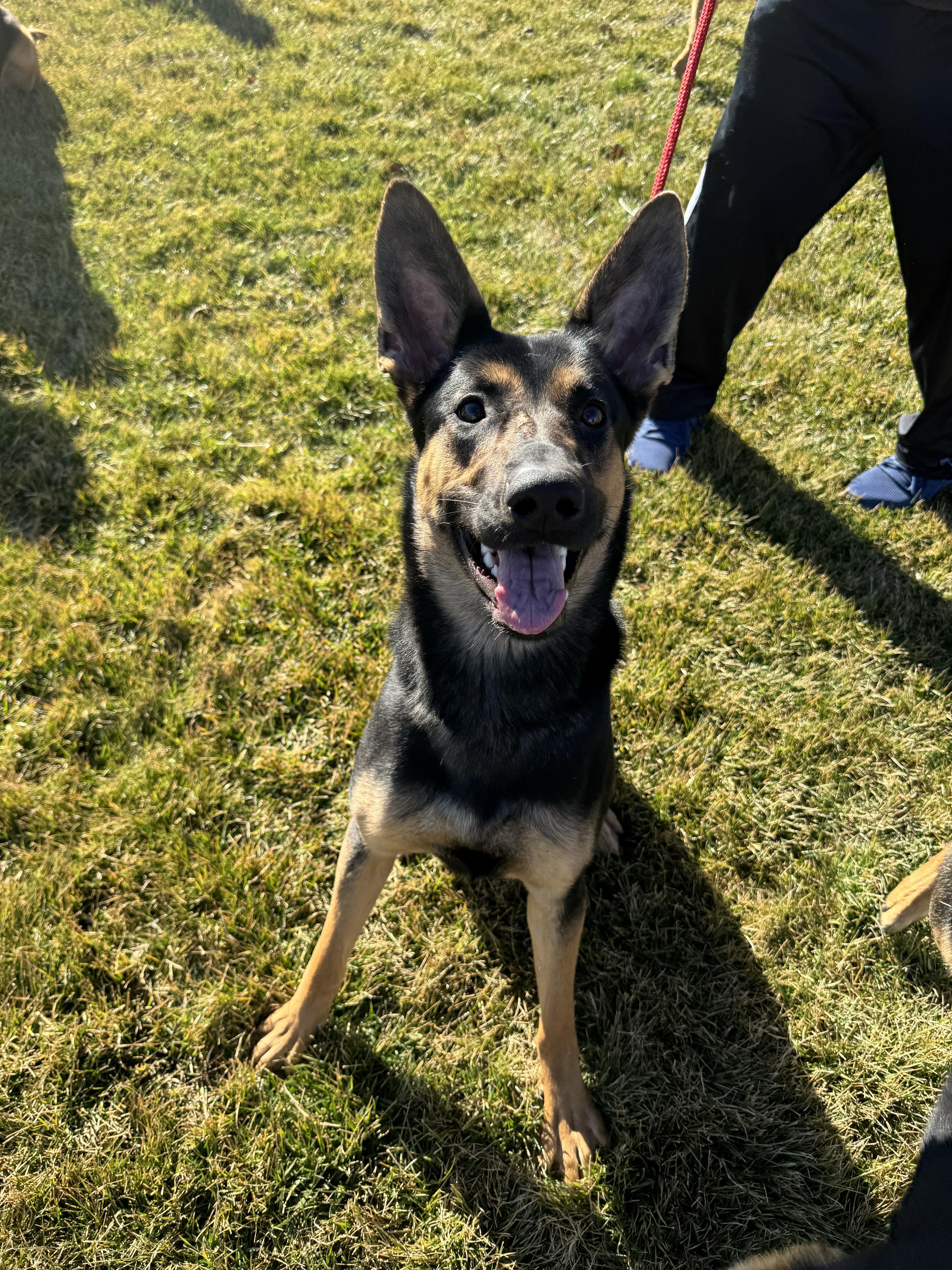 Gia, a Adoptable German Shepherd Dog in Jerome, ID image 5/6