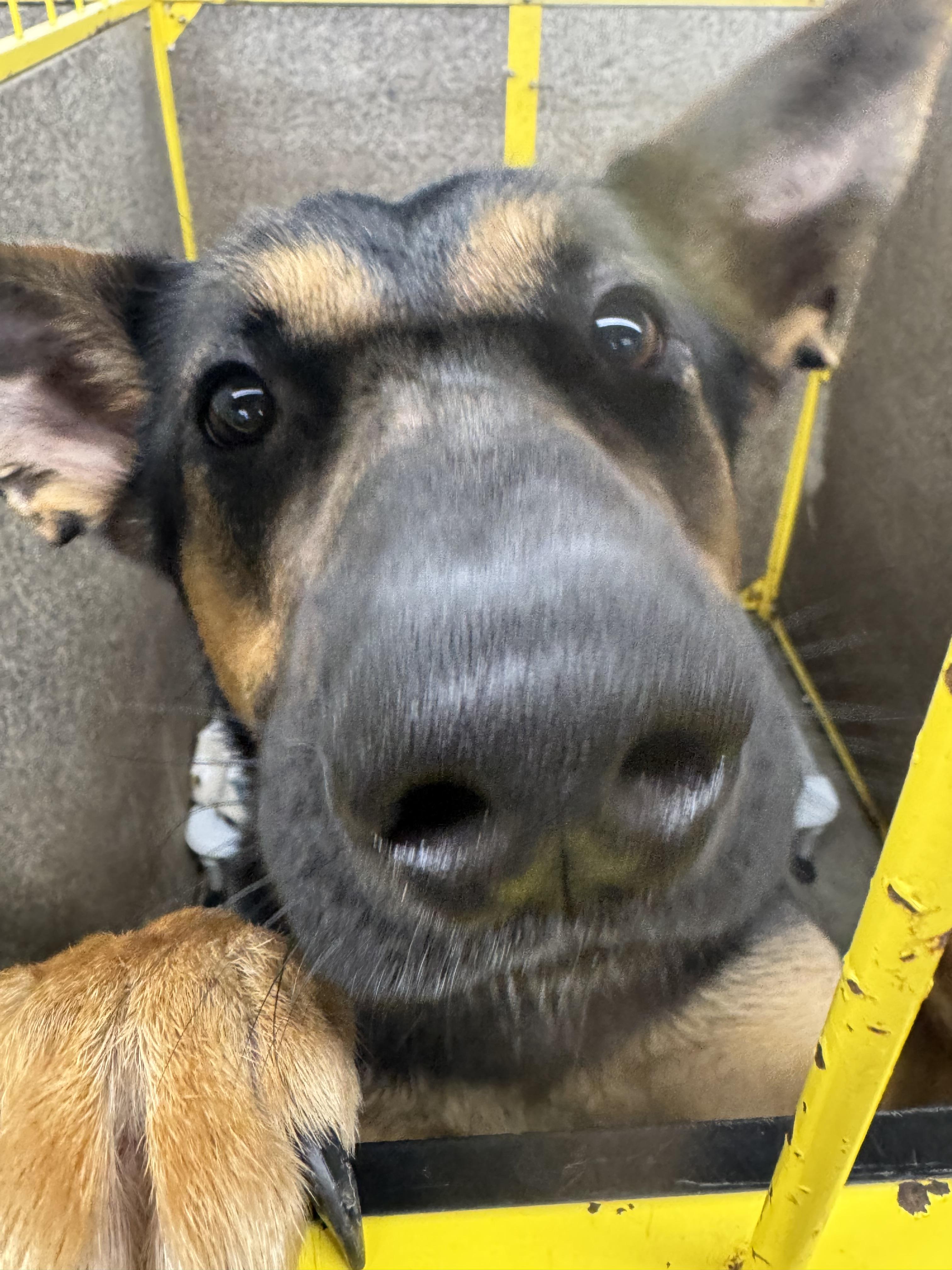 Enlarge Gia, a Adoptable German Shepherd Dog in Jerome, ID image 6/6