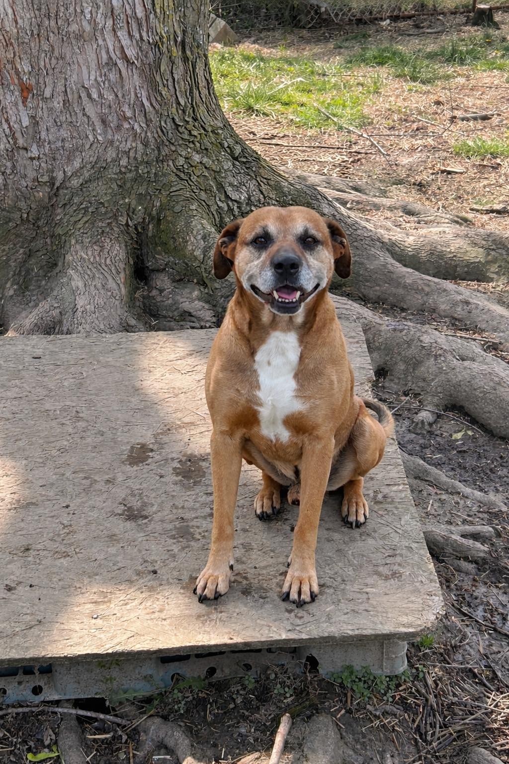 Enlarge Boomer, a ADOPTABLE mixed breed in Manchester, TN image 3/3
