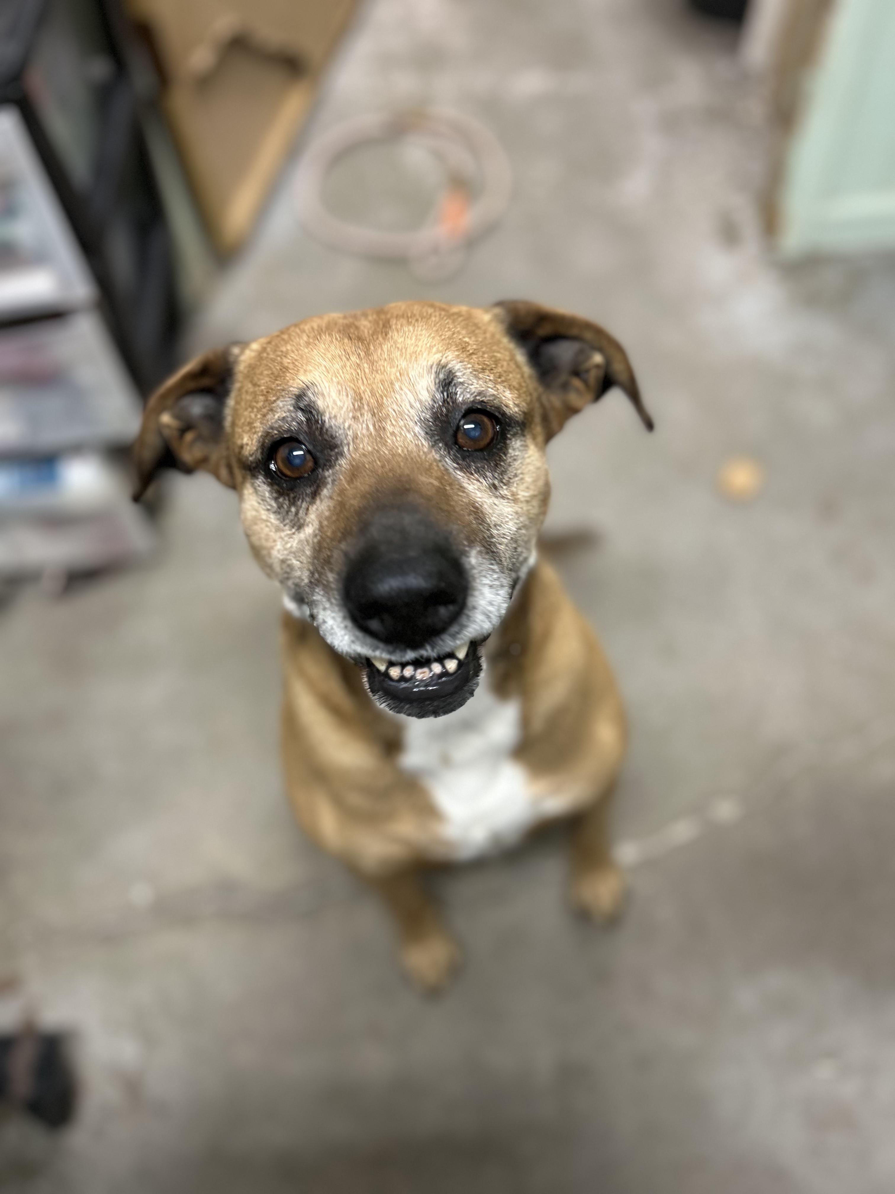 Enlarge Boomer, a ADOPTABLE mixed breed in Manchester, TN image 1/3