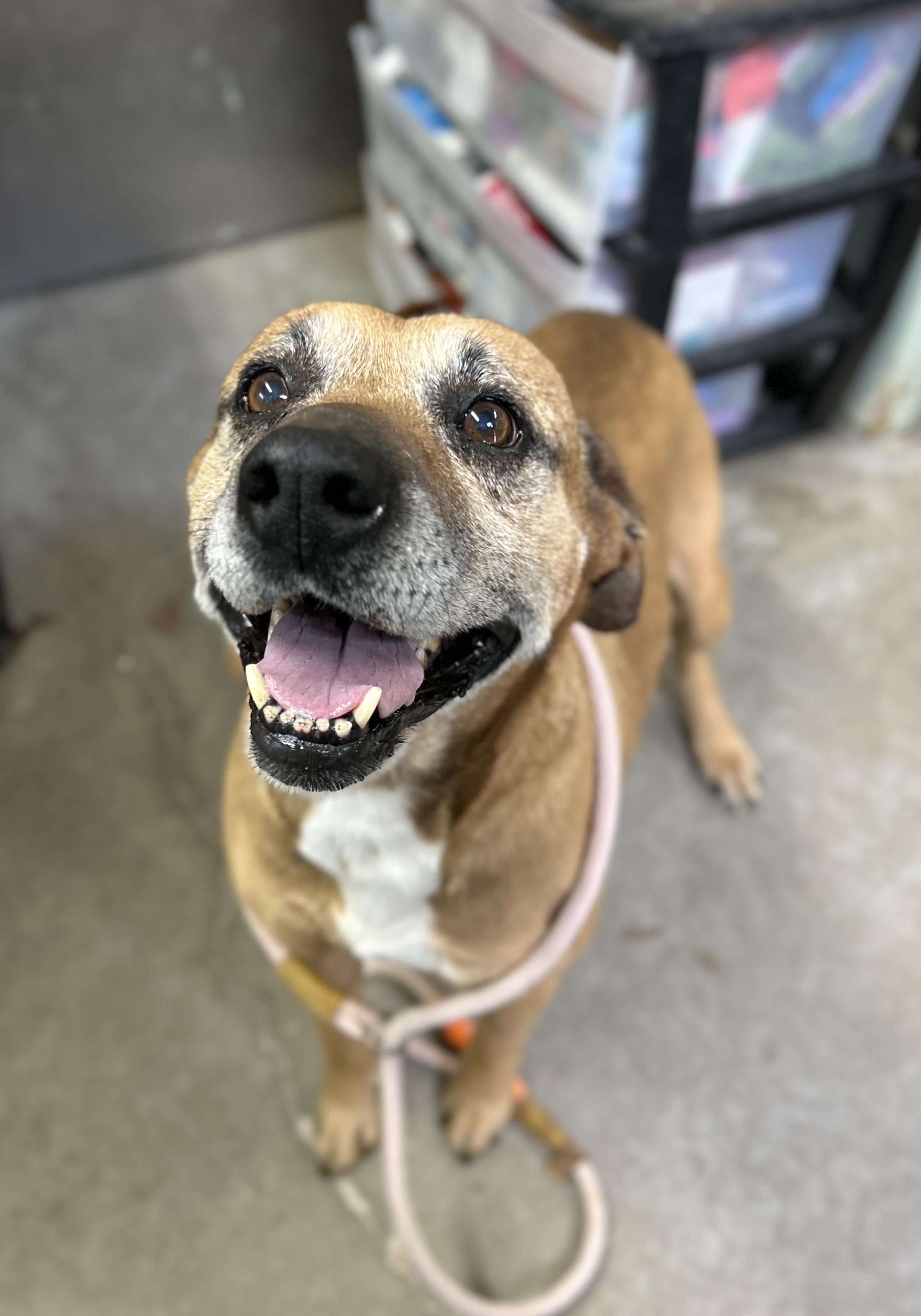 Enlarge Boomer, a ADOPTABLE mixed breed in Manchester, TN image 2/3