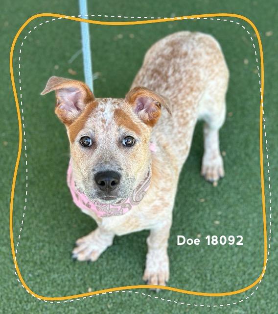 Enlarge DOE, an adopted Australian Cattle Dog / Blue Heeler in Marietta, GA image 6/6