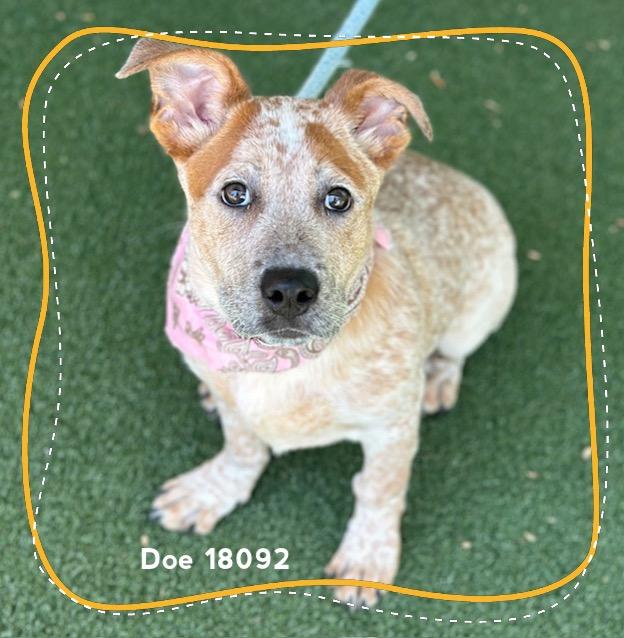 Enlarge DOE, an adopted Australian Cattle Dog / Blue Heeler in Marietta, GA image 5/6