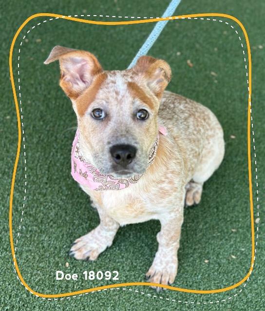 Enlarge DOE, an adopted Australian Cattle Dog / Blue Heeler in Marietta, GA image 3/6