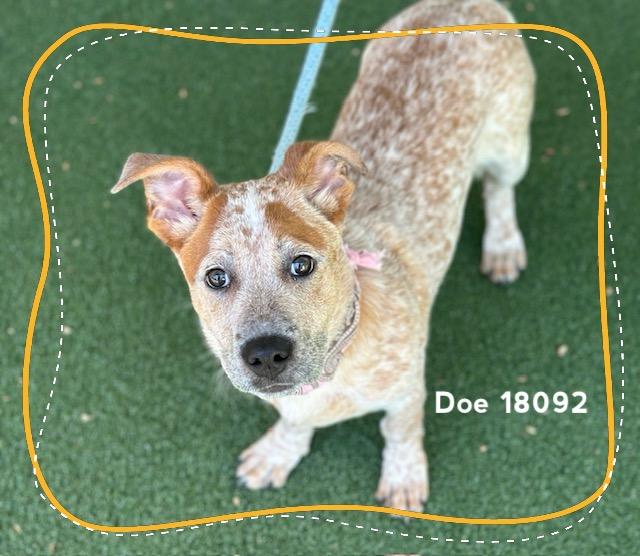Enlarge DOE, an adopted Australian Cattle Dog / Blue Heeler in Marietta, GA image 4/6