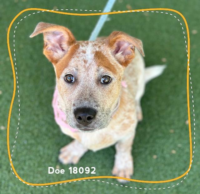 Enlarge DOE, an adopted Australian Cattle Dog / Blue Heeler in Marietta, GA image 2/6