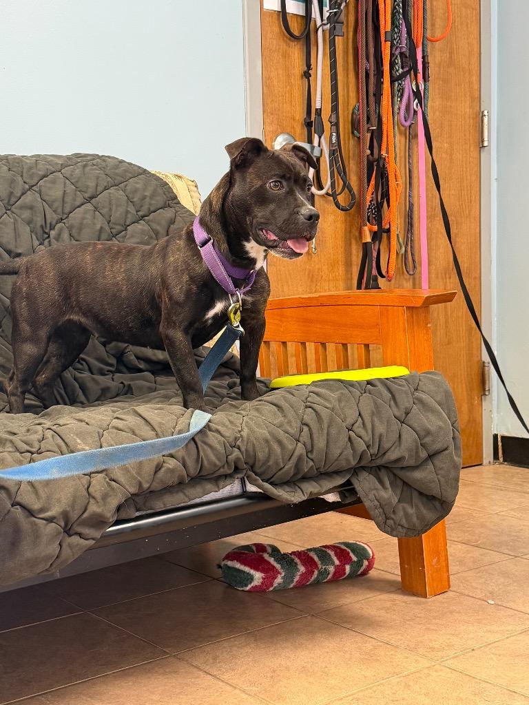 Enlarge Ashley, a Adoptable mixed breed in Marion, OH image 1/3