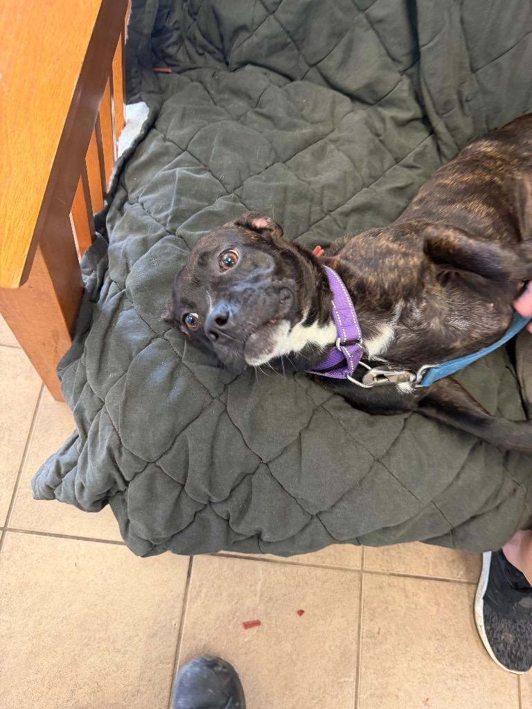 Enlarge Ashley, a Adoptable mixed breed in Marion, OH image 2/3