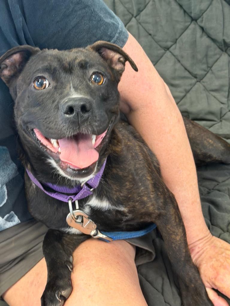 Enlarge Ashley, a Adoptable mixed breed in Marion, OH image 3/3