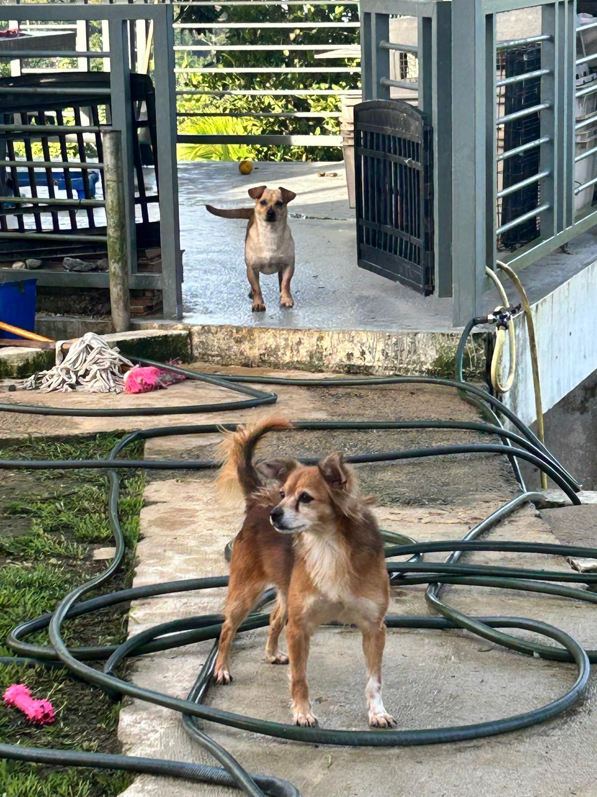 Enlarge Nickie, a Adoptable mixed breed in Albion, NY image 5/5