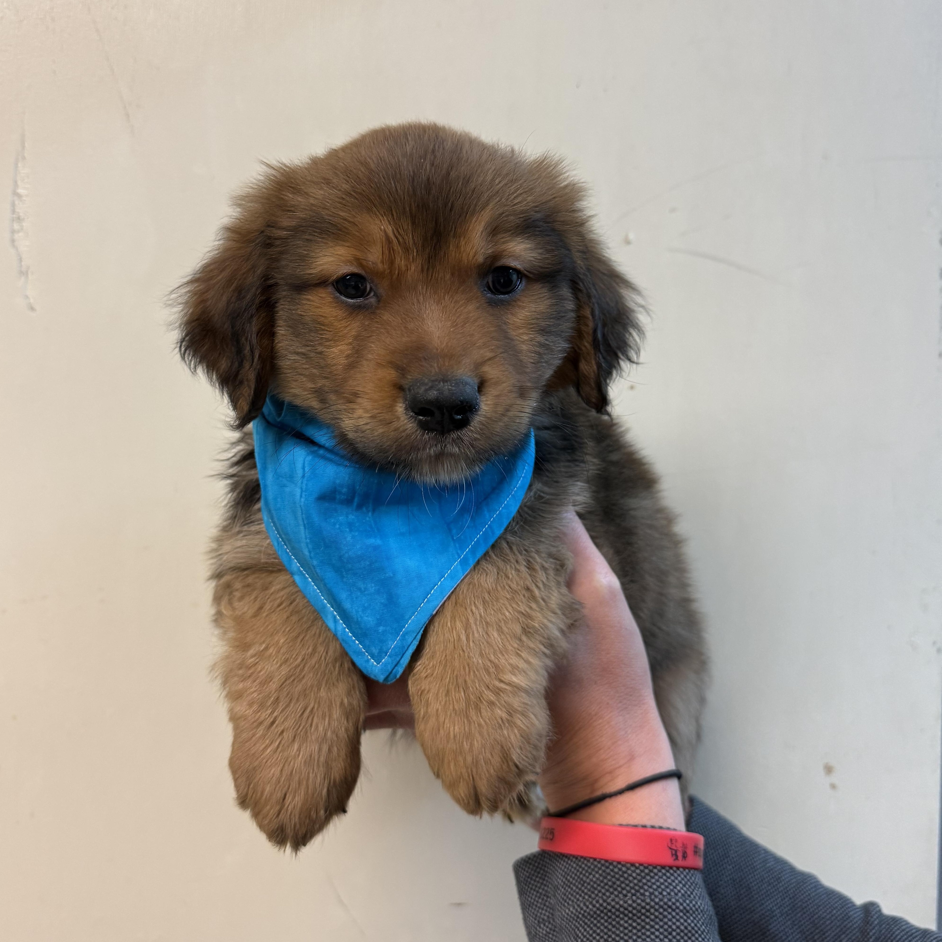 Enlarge Mr Elwood, a Adoptable mixed breed in Hiawatha, KS image 1/1