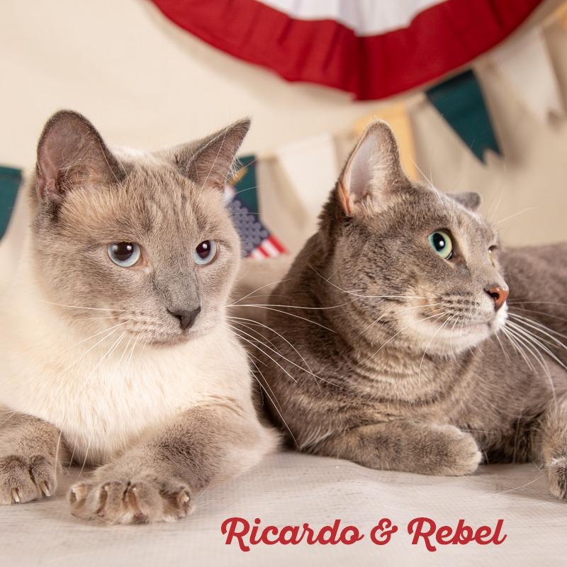 Ricardo, Adoptable, Adult Male Siamese.