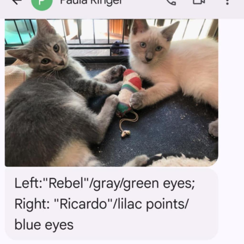 Ricardo, Adoptable, Adult Male Siamese.